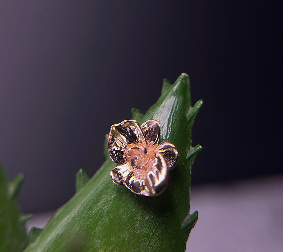 Tawapa Orchid End