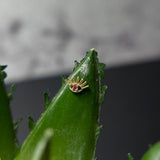 Tawapa Lil Evil : Genuine Ruby