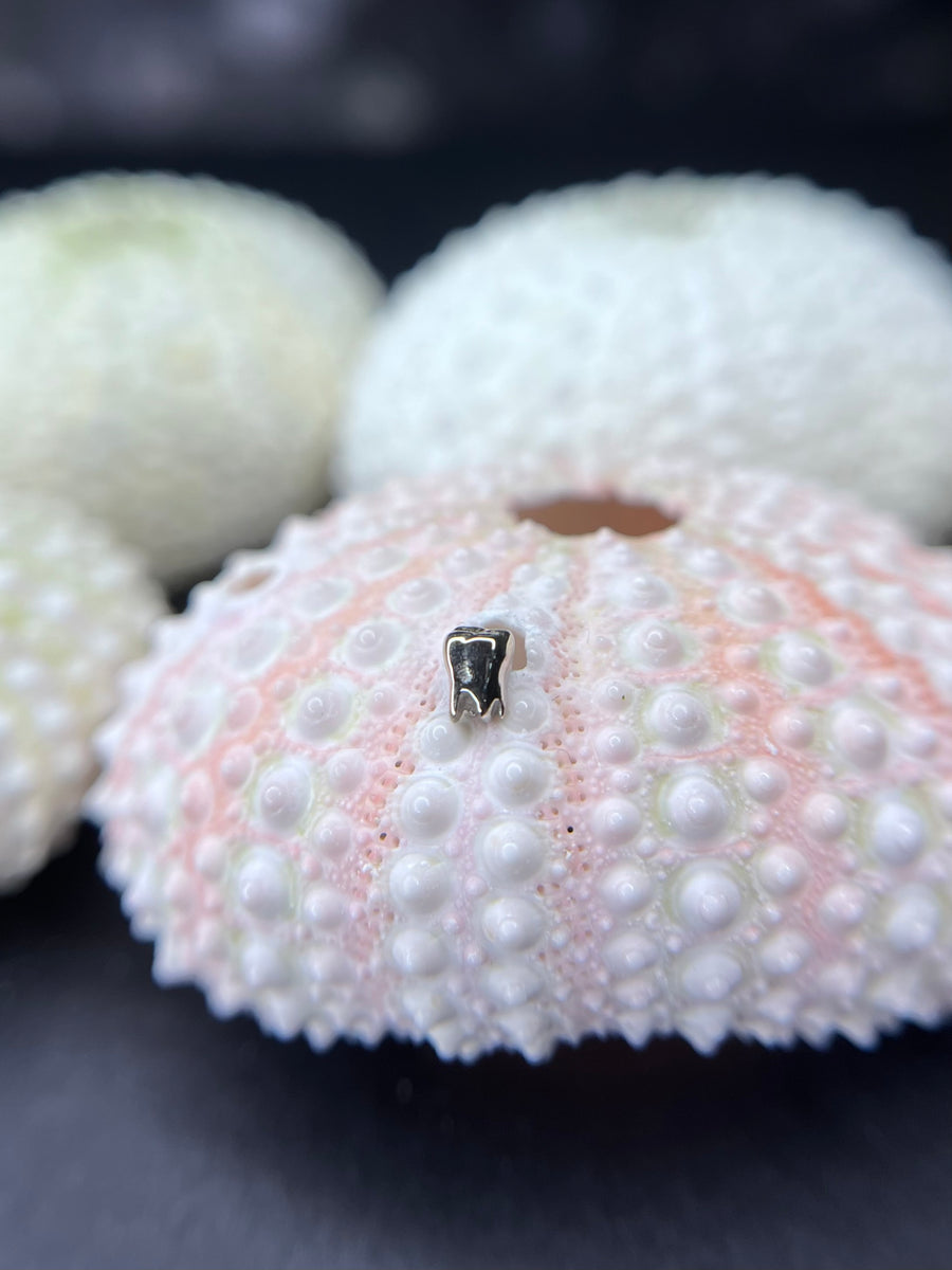 Anatometal Tooth