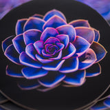 Matte Succulent Sticker