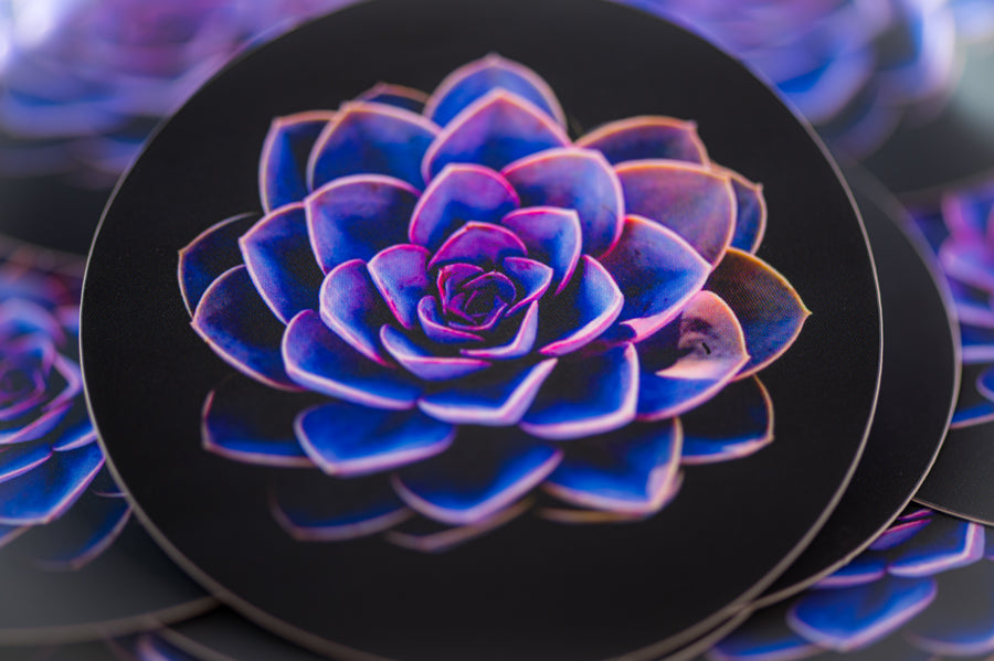Matte Succulent Sticker